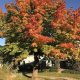 Herbstbaum in Würenlos
