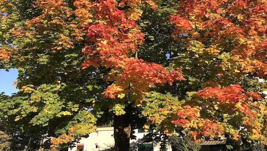 Herbstbaum in Würenlos