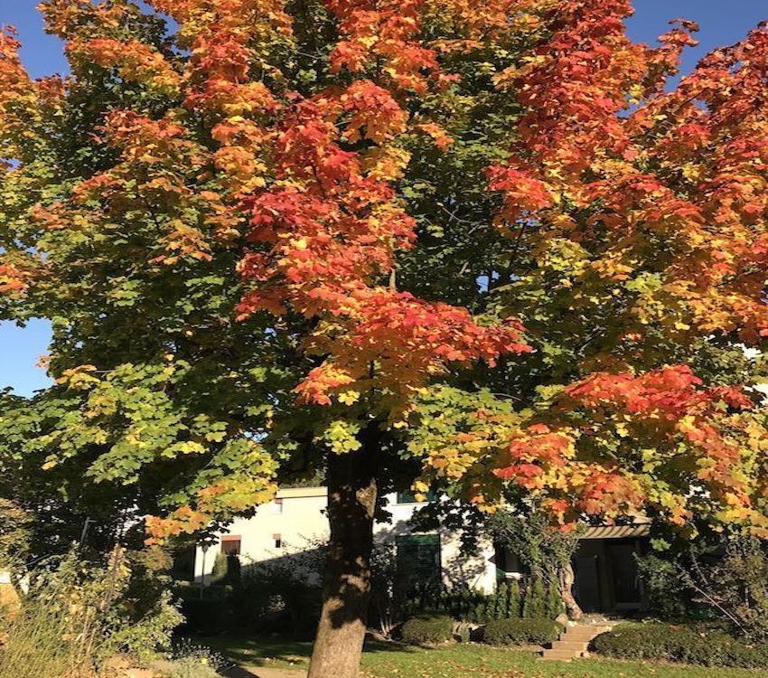 Herbstbaum in Würenlos
